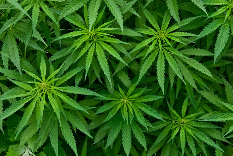 cannabis-large