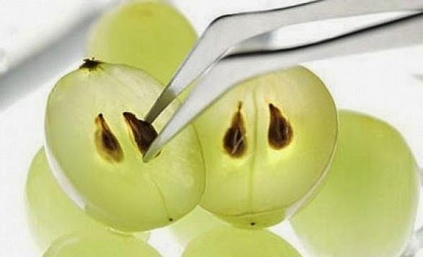 grape-seeds-мore-efficient-than-chemotherapy