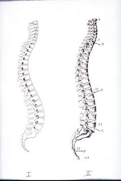 back-pain-spines