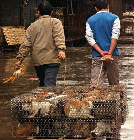 china-cat-death-camps-001