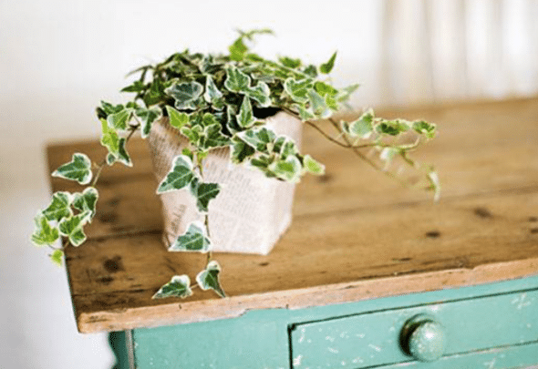 plant-engmish-ivy