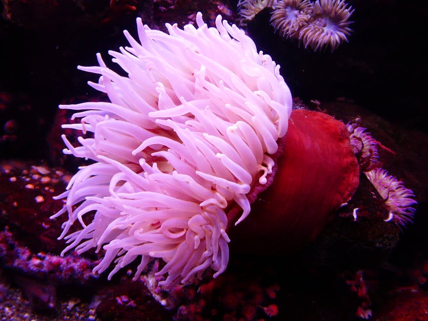 sea-anemone-anemone-water-sea-87024
